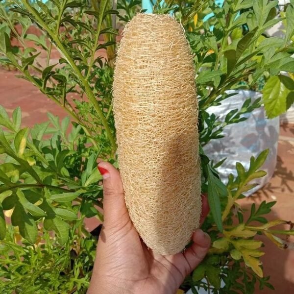 Loofah -1pcs